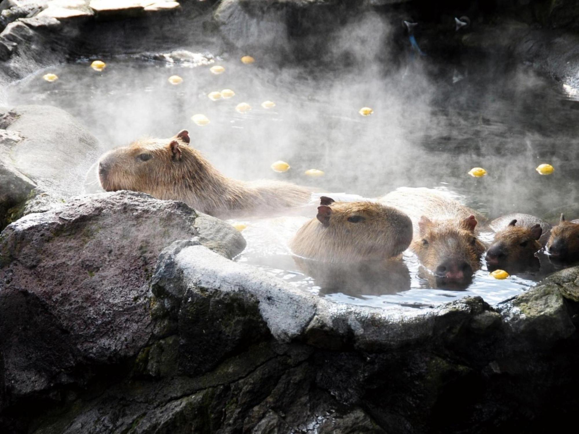 Shuzenji Onsen Hotel Takitei Ідзу Екстер'єр фото