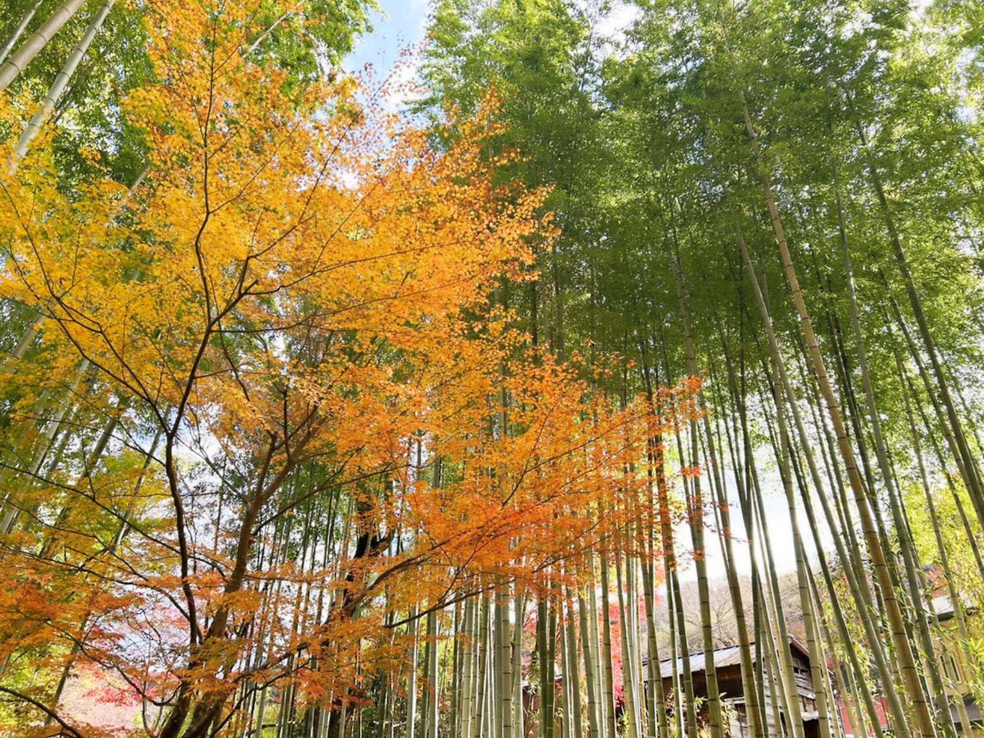 Shuzenji Onsen Hotel Takitei Ідзу Екстер'єр фото